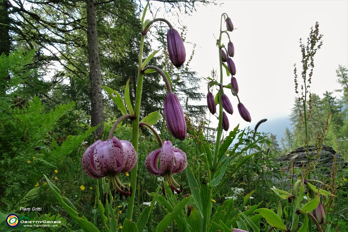 92 Giglio martagone (Lilium martagon).JPG